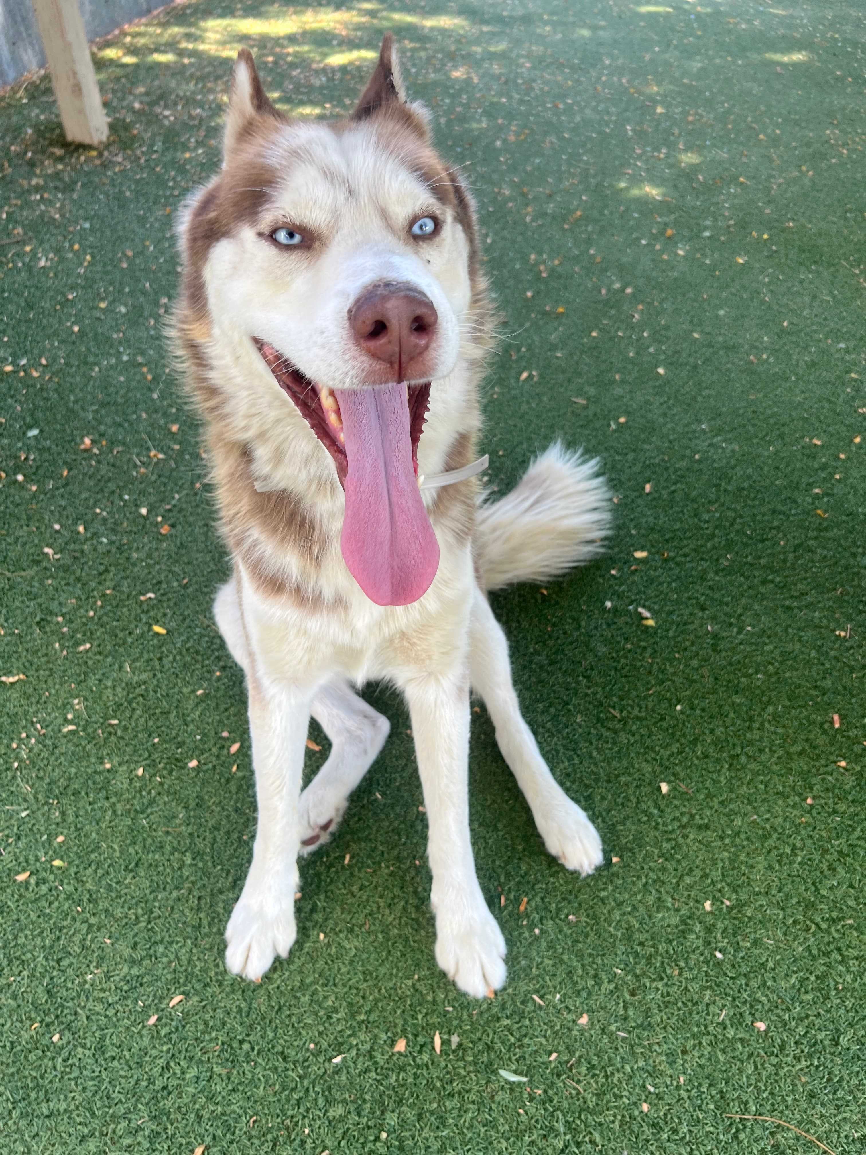Jack the Siberian Husky