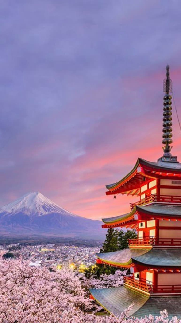 test Dog inquiry buttons the Afghan Hound